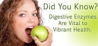 digestive enzymes are essential to proper digestion digestive enzymes are essential to proper digestion
