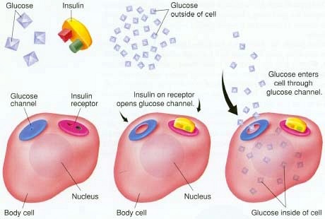 insulin opens glucose channels on the cell