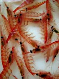 krill oil benefits