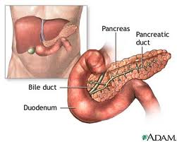 the pancreas produces digestive enzymes